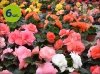 Begonia Bulwiasta sunrise mix 6 sztuk